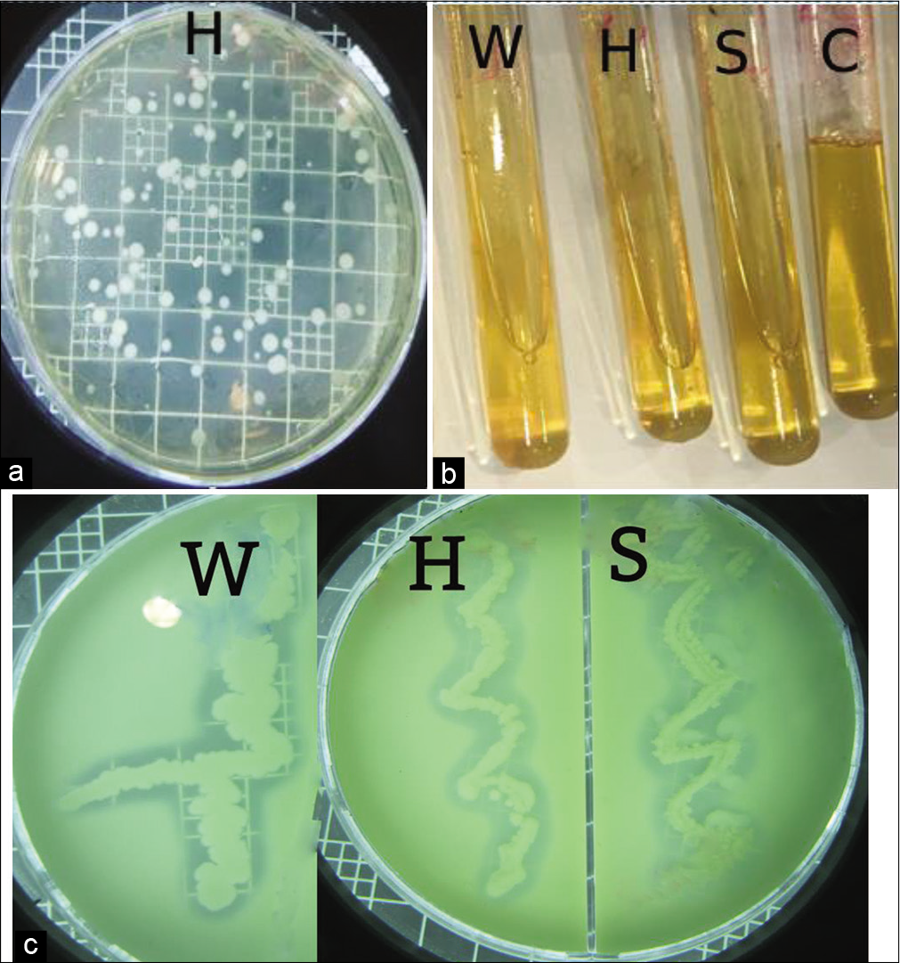 (a) Isolation on milk agar with incubation O/N at 30°C (Hot spring sample), (b) Protease qualitative determination of the bacterial isolates by gelatin liquefaction, where C: control (gelatin without inoculum), S: Isolated from Salty soil, H: Isolated from Hot spring and W: Isolated from Seawater, (c) Protease qualitative determination of the bacterial isolates on skim milk nutrient agar, Where, S: Isolated from Salty soil, H: Isolated from Hot spring and W: Isolated from Seawater.