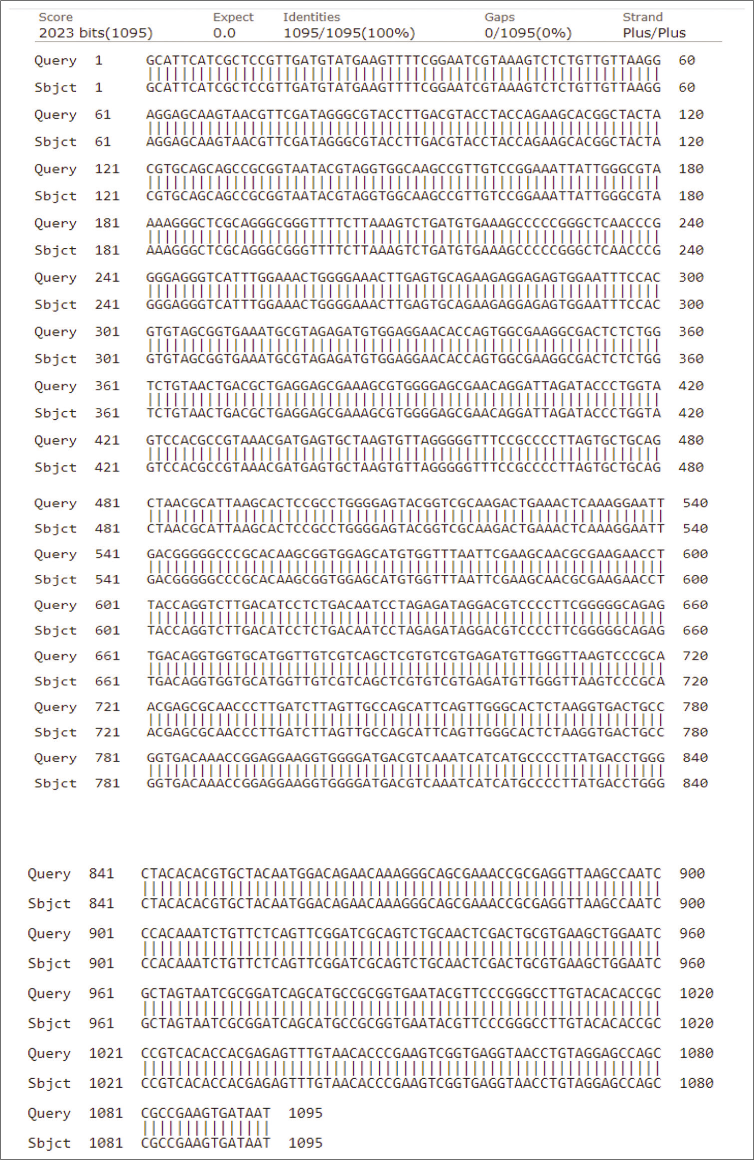 The homology of partial DNA sequences of the 16S rRNA gene of the bacterial strain isolated from Al-Harth hot spring, Jazan, KSA (code H) and the corresponding gene of Bacillus licheniformis strain (accession number MK622385).