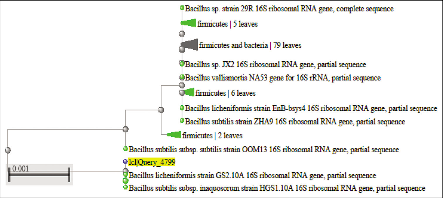 Phylogenetic tree of the 16 S rRNA sequence results of Bacillus licheniformis.